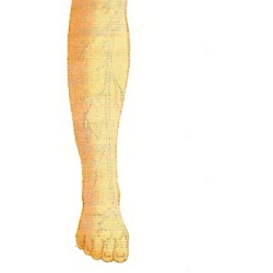 Krampfadern, Behandlung, Ursachen und Vorbeugung